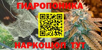 крисы Новокубанск